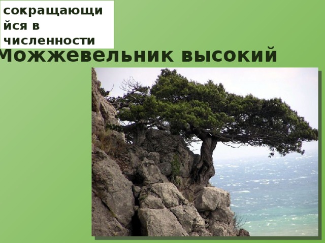 сокращающийся в численности Можжевельник высокий 