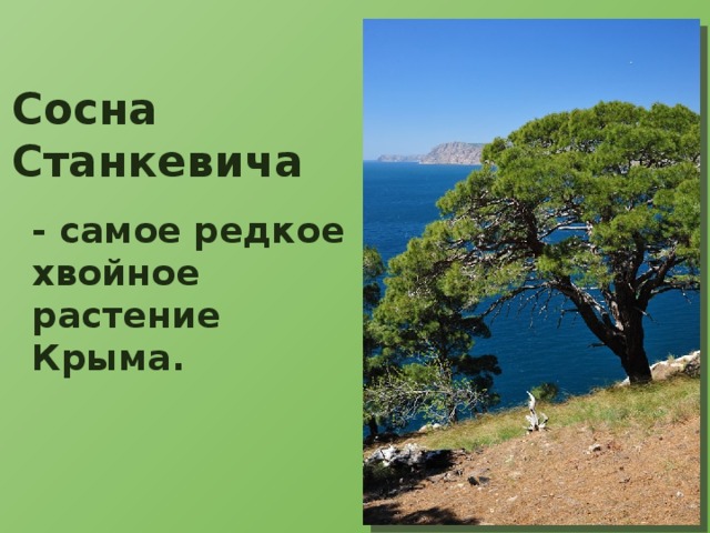 Сосна Станкевича  - самое редкое хвойное растение Крыма. 