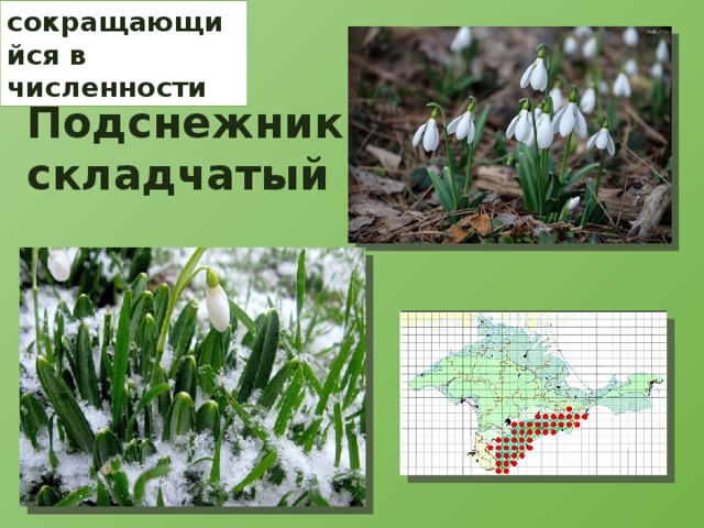 сокращающийся в численности Подснежник складчатый 