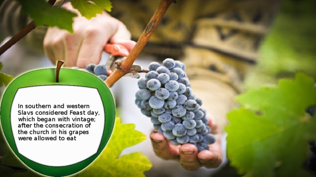  In southern and western Slavs considered Feast day, which began with vintage; after the consecration of the church in his grapes were allowed to eat 