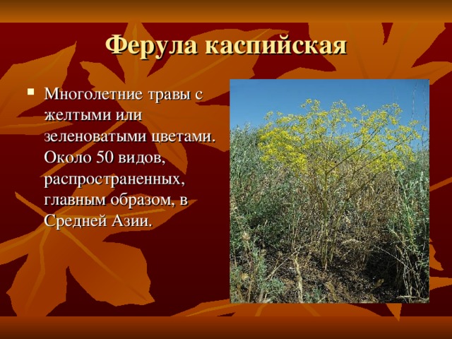 Ферула каспийская Многолетние травы с желтыми или зеленоватыми цветами. Около 50 видов, распространенных, главным образом, в Средней Азии. 