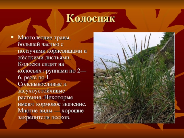 Колосняк Многолетние травы, большей частью с ползучими корневищами и жёсткими листьями. Колоски сидят на колосьях группами по 2—6, реже по 1. Солевыносливые и засухоустойчивые растения. Некоторые имеют кормовое значение. Многие виды — хорошие закрепители песков. 