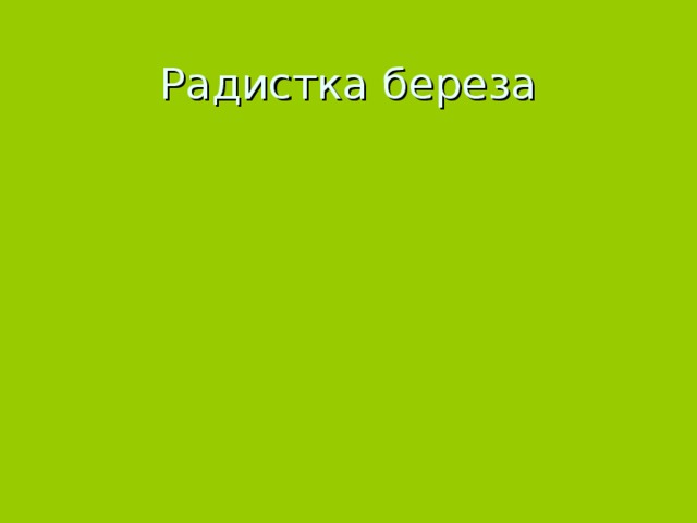 Радистка береза