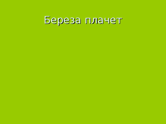 Береза плачет