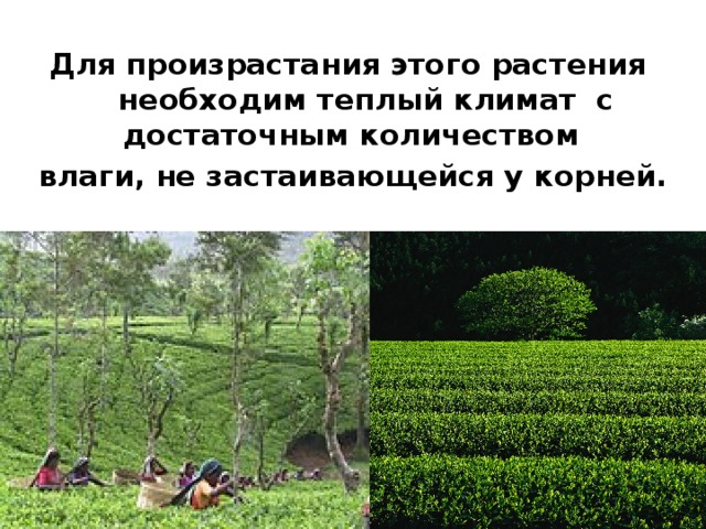  Для произрастания этого растения необходим теплый климат с достаточным количеством влаги, не застаивающейся у корней. 