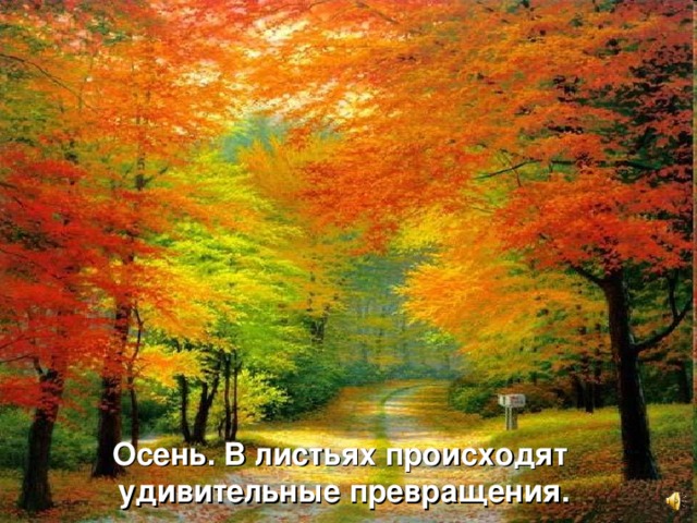 Осень. В листьях происходят  удивительные превращения. 