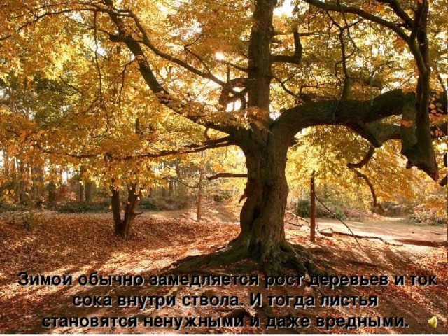Зимой обычно замедляется рост деревьев и ток сока внутри ствола. И тогда листья становятся ненужными и даже вредными.  