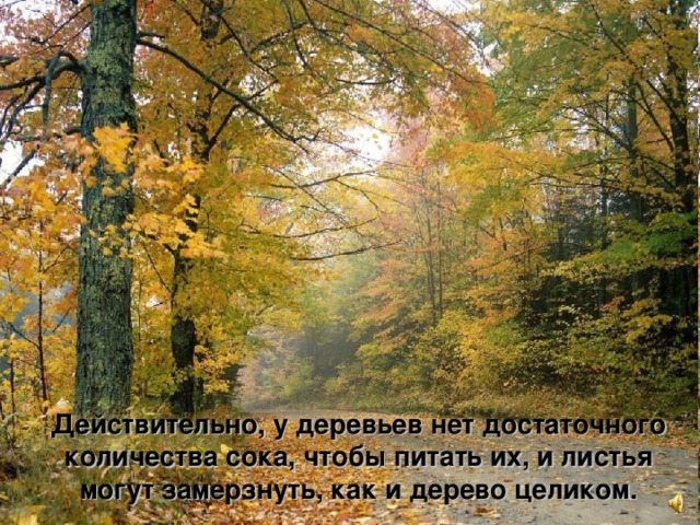Действительно, у деревьев нет достаточного  количества сока, чтобы питать их, и листья могут замерзнуть, как и дерево целиком. 