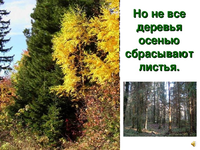 Но не все деревья осенью сбрасывают листья. 