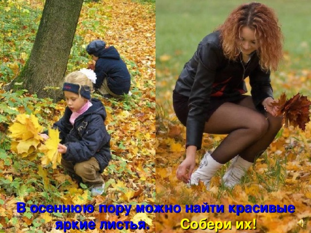 В осеннюю пору можно найти красивые яркие листья. Собери их! 