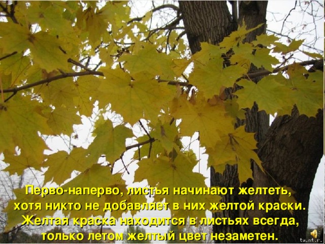 Перво-наперво, листья начинают желтеть, хотя никто не добавляет в них желтой краски.  Желтая краска находится в листьях всегда, только летом желтый цвет незаметен. 