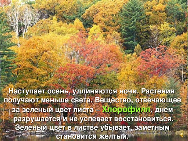 Наступает осень, удлиняются ночи. Растения получают меньше света. Вещество, отвечающее за зеленый цвет листа – Хлорофилл , днем  разрушается и не успевает восстановиться.  Зеленый цвет в листве убывает, заметным становится желтый. 