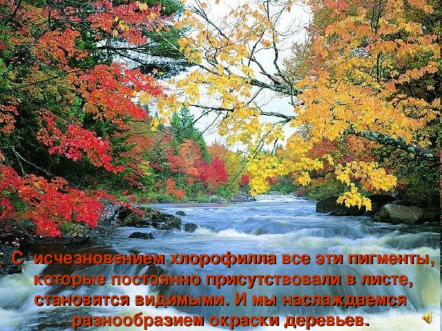 С исчезновением хлорофилла все эти пигменты,  которые постоянно присутствовали в листе, становятся видимыми. И мы наслаждаемся разнообразием окраски деревьев. 