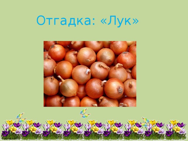 Отгадка: «Лук» 