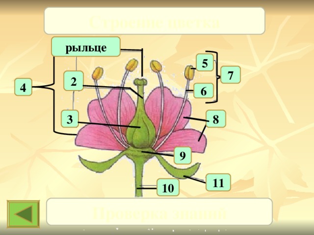 Строение цветка рыльце 5 7 2 4 6 8 3 9 11 10 Проверка знаний 