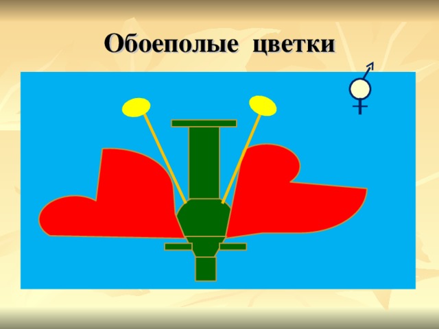 Обоеполые цветки 