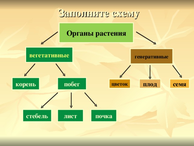Заполните схему Органы растения вегетативные генеративные побег корень семя плод цветок почка стебель лист 