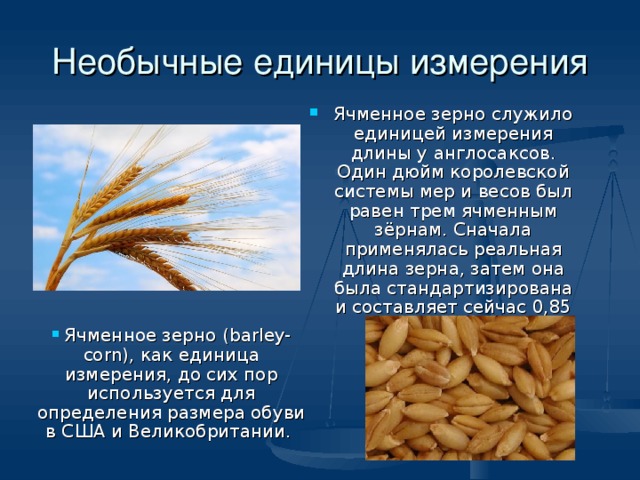 Необычные единицы измерения Ячменное зерно служило единицей измерения длины у англосаксов. Один дюйм королевской системы мер и весов был равен трем ячменным зёрнам. Сначала применялась реальная длина зерна, затем она была стандартизирована и составляет сейчас 0,85 см.  Ячменное зерно ( barley-corn) , как единица измерения, до сих пор используется для определения размера обуви в США и Великобритании. 