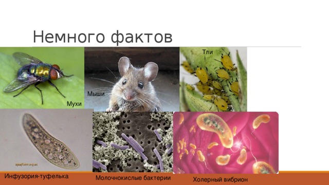 Немного фактов Тли Мыши Мухи Инфузория-туфелька Молочнокислые бактерии Холерный вибрион 
