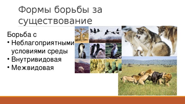 Формы борьбы за существование Борьба с Неблагоприятными условиями среды Внутривидовая Межвидовая 