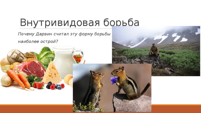 Внутривидовая борьба Почему Дарвин считал эту форму борьбы наиболее острой? 