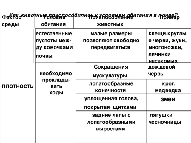 Как животные приспособились к условиям обитания в почве?  Фактор среды  Условия обитания  Приспособления животных  Пример плотность естественные пустоты меж-ду комочками почвы  малые размеры позволяют свободно передвигаться  клещи,круглые черви, жуки, многоножки, личинки насекомых   необходимо проклады- вать  ходы  Сокращения мускулатуры  дождевой червь  лопатообразные конечности  крот, медведка  уплощенная голова, покрытая щитками  змеи задние лапы с лопатообразными выростами  лягушки чесночницы 
