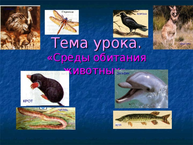 Тема урока.  «Среды обитания животных». 