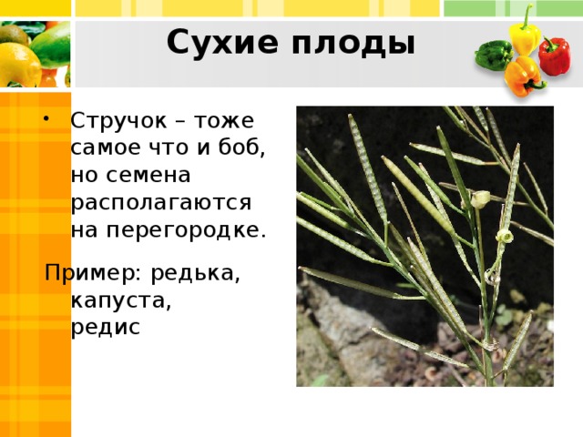 Сухие плоды Стручок – тоже самое что и боб, но семена располагаются на перегородке. Пример: редька, капуста,  редис