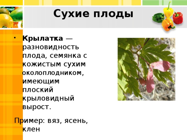 Сухие плоды Крылатка  — разновидность плода, семянка с кожистым сухим околоплодником , имеющим плоский крыловидный вырост. Пример: вяз, ясень, клен