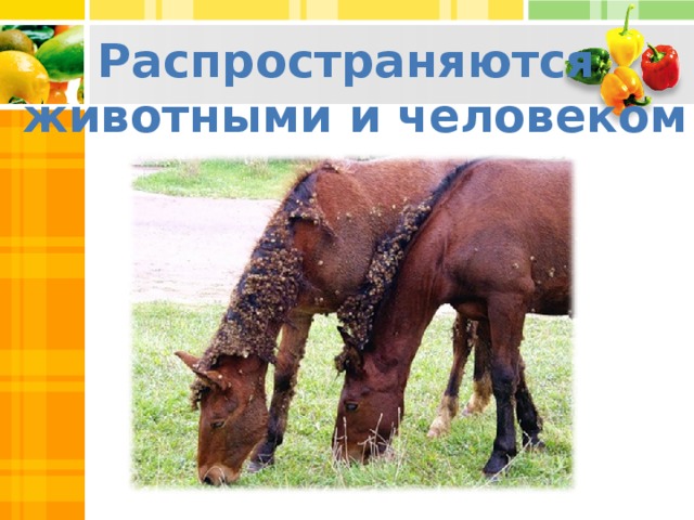 Распространяются животными и человеком