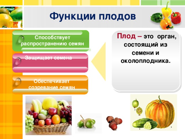 Функции плодов  Плод – это орган, состоящий из семени и околоплодника.  Способствует распространению семян Защищает семена Обеспечивает созревание семян 25