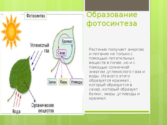 Образование фотосинтеза Вставка рисунка Растение получает энергию и питание не только с помощью питательных веществ в почве ,но и с помощью солнечной энергии ,углекислого газа и воды. Из всего этого образуется крахмал , который образуется в сахар ,который образует белки , жиры ,углеводы и крахмал. 
