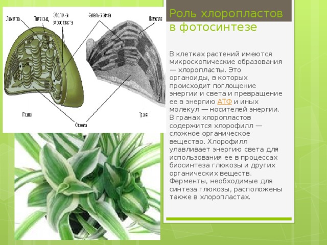 Роль хлоропластов в фотосинтезе   Вставка рисунка В клетках растений имеются микроскопические образования — хлоропласты. Это органоиды, в которых происходит поглощение энергии и света и превращение ее в энергию  АТФ  и иных молекул — носителей энергии. В гранах хлоропластов содержится хлорофилл — сложное органическое вещество. Хлорофилл улавливает энергию света для использования ее в процессах биосинтеза глюкозы и других органических веществ. Ферменты, необходимые для синтеза глюкозы, расположены также в хлоропластах. 