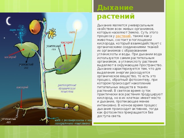 Дыхание растений   Вставка рисунка Дыхание является универсальным свойством всех живых организмов, которые населяют Землю. Суть этого процесса у  растений , также как у животных, состоит в поглощении кислорода, который взаимодействует с органическими соединениями тканей их организмов с образованием углекислоты и воды. При дыхании вода используется самим растительным организмом, а углекислоту растения выделяют в окружающее пространство. Дыхание характеризуется тем, что для выделения энергии расходуется органическое вещество, то есть это процесс, обратный фотосинтезу, при котором происходит накопление питательных веществ в тканях растений. В светлое время суток практически все растения продуцируют кислород, но в их клетках имеет место и дыхание, протекающее менее интенсивно. В ночное время процесс дыхания происходит активнее, тогда как фотосинтез прекращается без доступа света. 