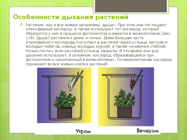Особенности дыхания растений Растения, как и все живые организмы, дышат. При этом они поглощают атмосферный кислород, а также используют тот кислород, который образуется у них в процессе фотосинтеза и имеется в межклетниках (рис. 118). Дышат растения и днем, и ночью. Днем большая часть атмосферного кислорода поступает в растение через устьица листьев и молодых побегов, кожицу молодых корней, а также чечевички стеблей. Ночью почти у всех растений устьица закрыты. В это время они для дыхания используют, в основном, кислород, образовавшейся при фотосинтезе и накопленный в межклетниках. По межклетникам кислород проникает во все живые клетки растений . 
