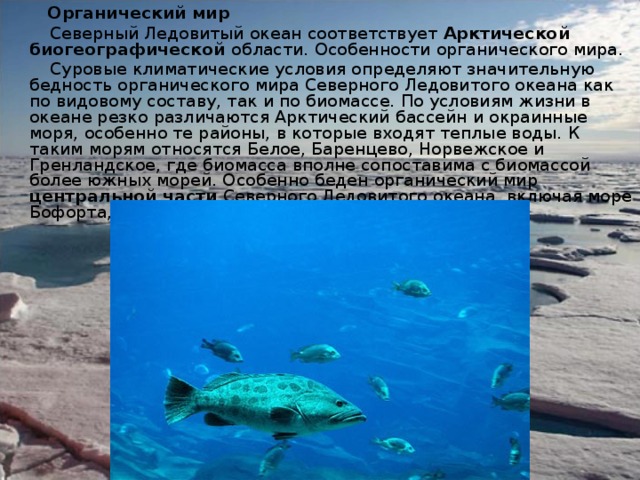  Органический мир  Северный Ледовитый океан соответствует Арктической биогеографической области. Особенности органического мира.  Суровые климатические условия определяют значительную бедность органического мира Северного Ледовитого океана как по видовому составу, так и по биомассе. По условиям жизни в океане резко различаются Арктический бассейн и окраинные моря, особенно те районы, в которые входят теплые воды. К таким морям относятся Белое, Баренцево, Норвежское и Гренландское, где биомасса вполне сопоставима с биомассой более южных морей. О собенно беден органический мир центральной части Северного Ледовитого океана, включая море Бофорта, покрытое льдами весь год. 