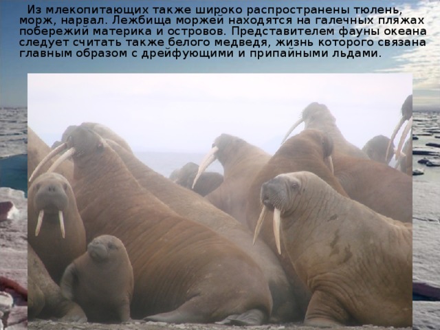  Из млекопитающих также широко распространены тюлень, морж, нарвал. Лежбища моржей находятся на галечных пляжах побережий материка и островов. Представителем фауны океана следует считать также белого медведя, жизнь которого связана главным образом с дрейфующими и припайными льдами. 
