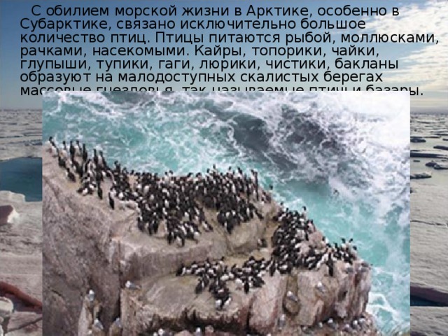  С обилием морской жизни в Арктике, особенно в Субарктике, связано исключительно большое количество птиц. Птицы питаются рыбой, моллюсками, рачками, насекомыми. Кайры, топорики, чайки, глупыши, тупики, гаги, люрики, чистики, бакланы образуют на малодоступных скалистых берегах массовые гнездовья, так называемые птичьи базары. 