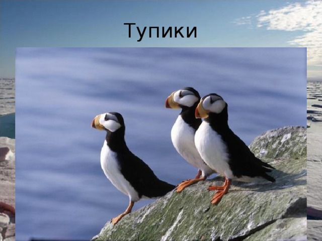 Тупики 