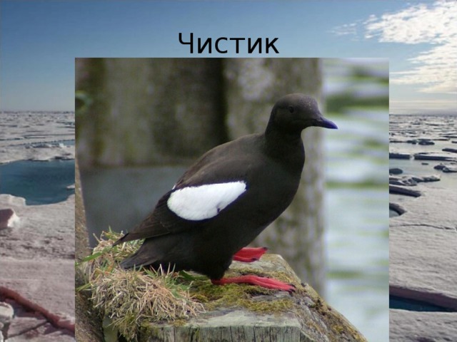 Чистик 