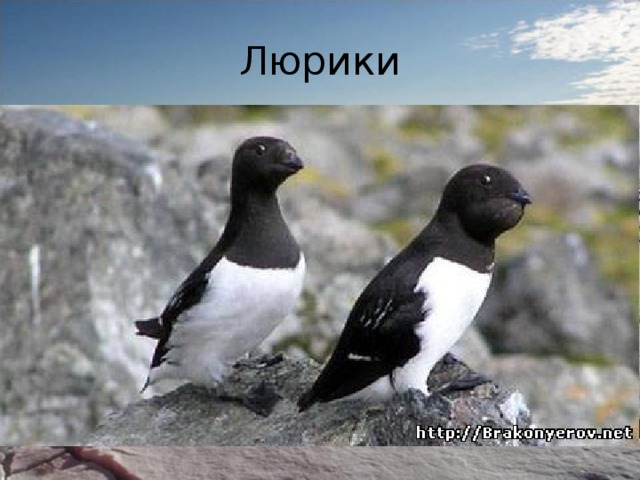 Люрики 