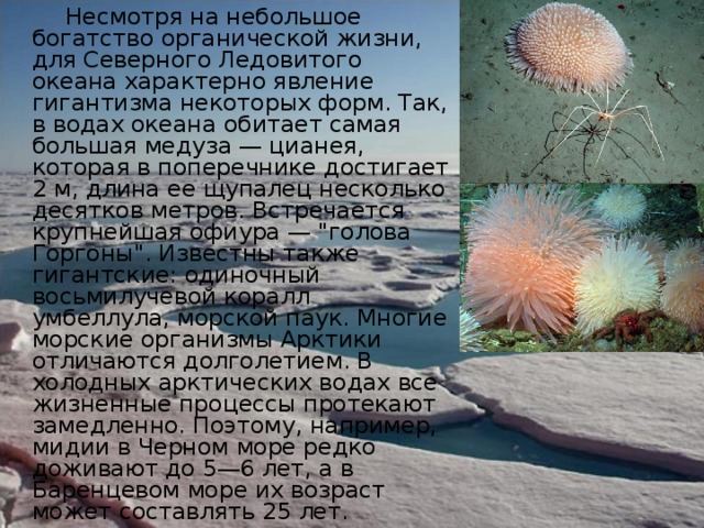  Несмотря на небольшое богатство органической жизни, для Северного Ледовитого океана характерно явление гигантизма некоторых форм. Так, в водах океана обитает самая большая медуза — цианея, которая в поперечнике достигает 2 м, длина ее щупалец несколько десятков метров. Встречается крупнейшая офиура — 