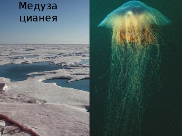 Медуза цианея 