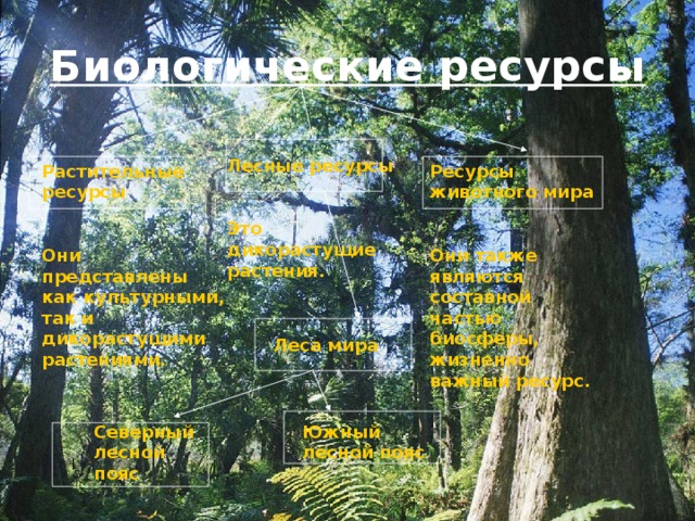 Биологические ресурсы Лесные ресурсы  Это дикорастущие растения. Растительные ресурсы  Они представлены как культурными, так и дикорастущими растениями. Ресурсы животного мира  Они также являются составной частью биосферы, жизненно важный ресурс. Леса мира Южный лесной пояс  Северный лесной пояс  