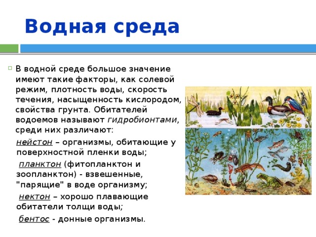Водная среда В водной среде большое значение имеют такие факторы, как солевой режим, плотность воды, скорость течения, насыщенность кислородом, свойства грунта. Обитателей водоемов называют гидробионтами , среди них различают: нейстон  – организмы, обитающие у поверхностной пленки воды;  планктон (фитопланктон и зоопланктон) - взвешенные, 