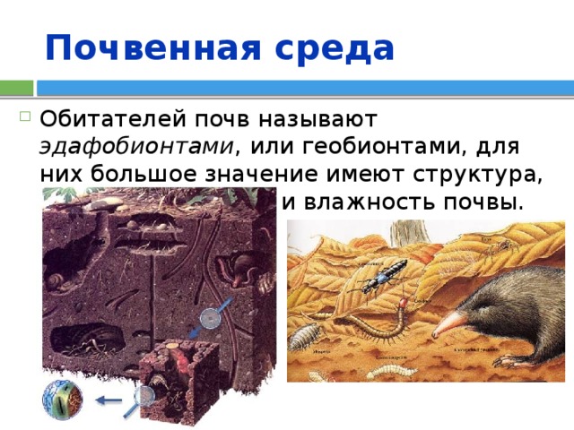 Почвенная среда Обитателей почв называют эдафобионтами , или геобионтами, для них большое значение имеют структура, химический состав и влажность почвы. 