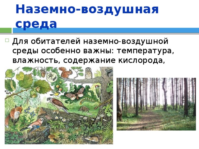 Наземно-воздушная среда Для обитателей наземно-воздушной среды особенно важны: температура, влажность, содержание кислорода, освещенность. 