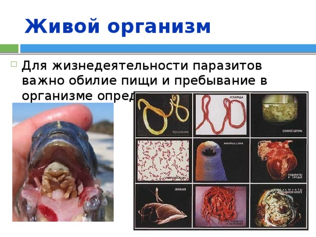 Живой организм Для жизнедеятельности паразитов важно обилие пищи и пребывание в организме определенного вида-хозяина. 