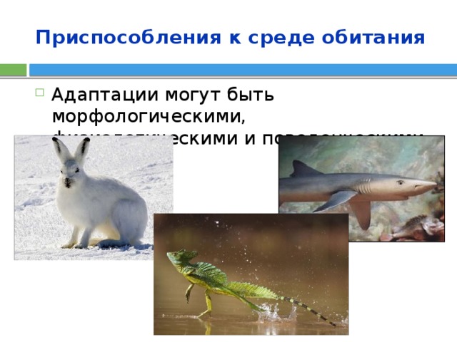 Приспособления к среде обитания Адаптации могут быть морфологическими, физиологическими и поведенческими. 