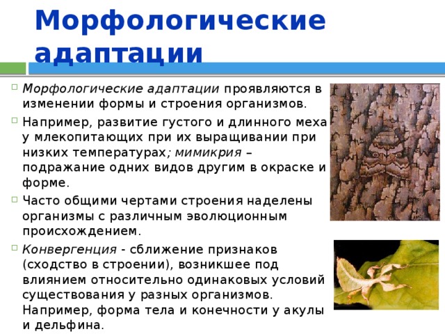 Морфологические адаптации Морфологические адаптации проявляются в изменении формы и строения организмов. Например, развитие густого и длинного меха у млекопитающих при их выращивании при низких температурах ; мимикрия – подражание одних видов другим в окраске и форме. Часто общими чертами строения наделены организмы с различным эволюционным происхождением. Конвергенция - сближение признаков (сходство в строении), возникшее под влиянием относительно одинаковых условий существования у разных организмов. Например, форма тела и конечности у акулы и дельфина. 